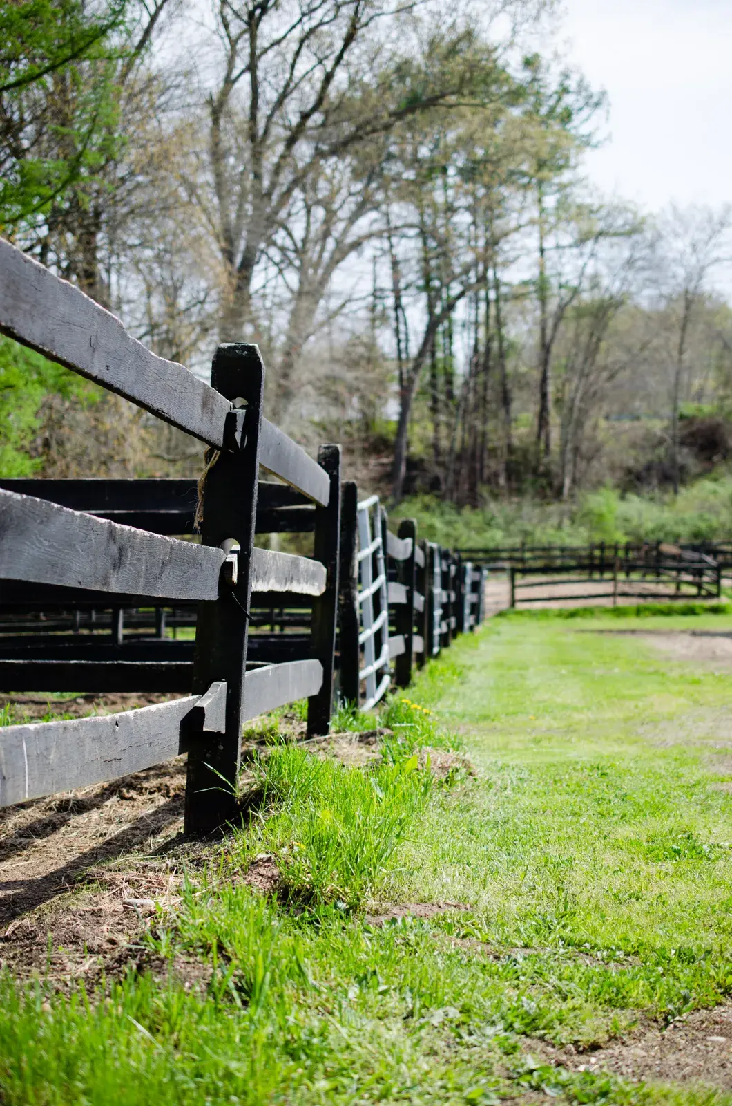 Black post-and-rail paddock fencing along a grassy lane bordered by trees