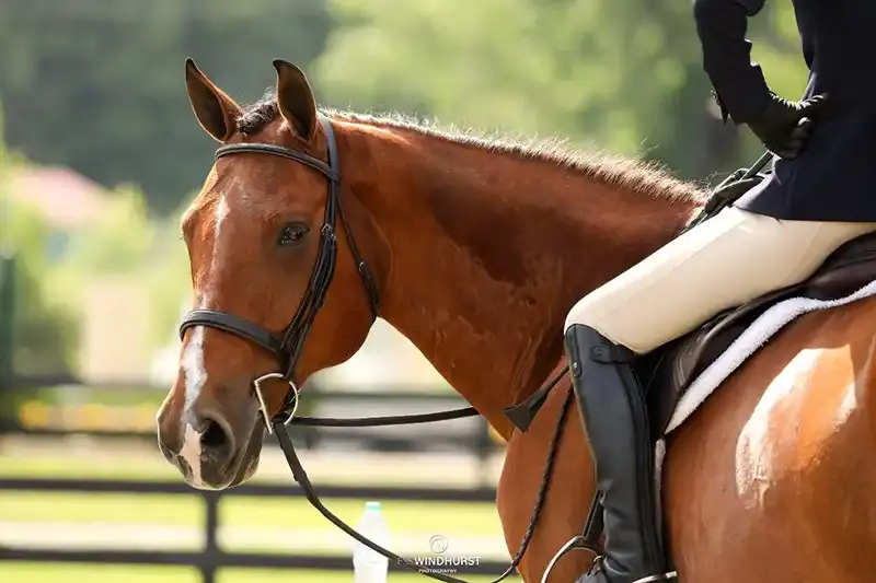 Bay horse and rider at Cedar Brook Farm