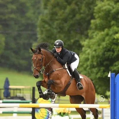 Rider in navy on bay horse jumping a blue-and-yellow rail